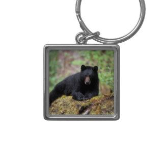 Black bear on an old growth log in the keychains