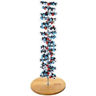Molecular Models 14 DNA2700PF 17 Base Pair Mostly Assembled DNA Molecular Model Kit: Industrial & Scientific