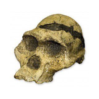 Mrs. Ples STS 5 Skull (Teaching Quality Recreation): Industrial & Scientific