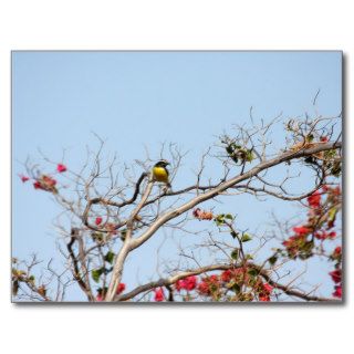 tropical bird postcards