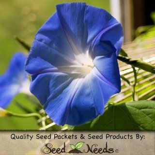 1, 000 Seeds, Morning Glory "Heavenly Blue" (Ipomoea tricolor) Fresh & Untreated Seeds by Seed Needs : Morning Glory Plants : Patio, Lawn & Garden