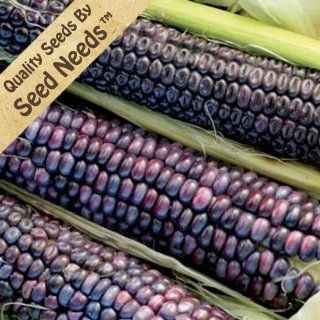 50 Seeds, Ornamental Corn "Blue Hopi" (Zea mays) Seeds By Seed Needs : Vegetable Plants : Patio, Lawn & Garden