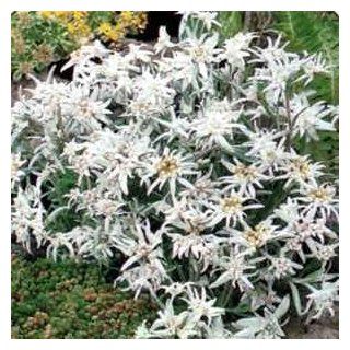 Edelweiss   Leontopodium  50 Seeds : Flowering Plants : Patio, Lawn & Garden