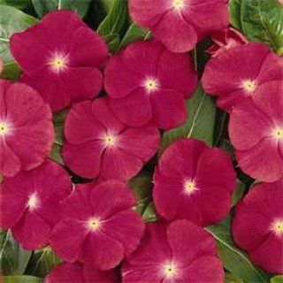 Outsidepride Periwinkle Rose   2000 Seeds : Flowering Plants : Patio, Lawn & Garden