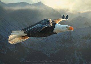 Eagle   Bald Eagle, Steve Bloom   Natur Poster Foto fliegender Adler Vogel Vgel   Grsse 91,5x61 cm: Küche & Haushalt
