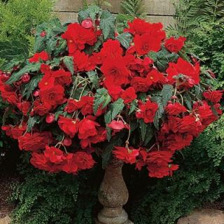 Begonia Hanging Basket Red Dormant Bulbs (4 Pack) DISCONTINUED 70251