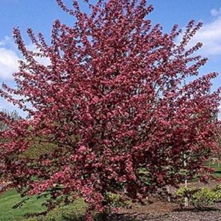 OnlinePlantCenter 5 gal. Robinson Crabapple Tree M3821G5