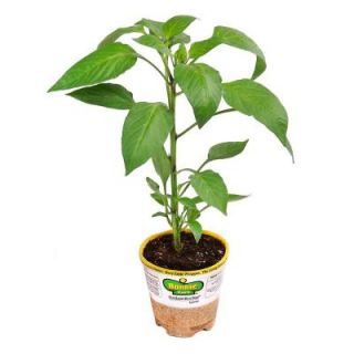 Bonnie Plants 4.5 in. Habanero Pepper 140