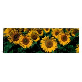 iCanvas Panoramic Sunflowers ND Photographic Print on Canvas