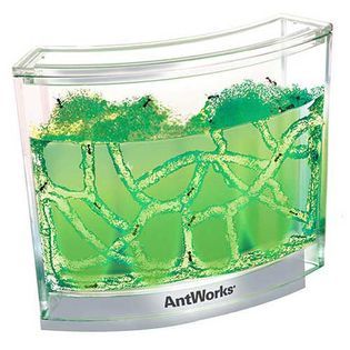 Fascinations Toys & Gifts Antworks Illuminated  Green   Toys & Games