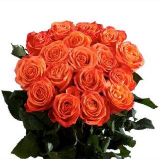 Wholesale Orange Roses (75 Extra Long Stems) Includes Free Shipping roses orange 75
