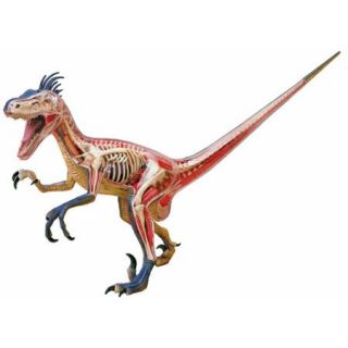 4D Velociraptor Anatomy Model