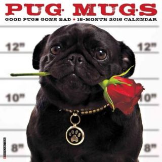 Pug Mugs 2016 Calendar: Good Pugs Gone Bad