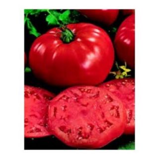 Proven Winners Proven Selections 4.25 in. Heirloom Beefsteak Tomato VEGTOM1017520