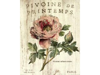 Pivoine de Printemps Poster Print by Sue Schlabach (16 x 20)