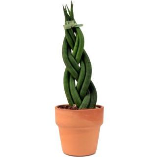 2.5 in. Sansevieria Cylindrica Braid Clay Drop In 0881017