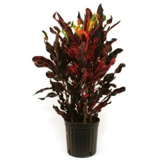 Delray Plants 8 3/4 in. Croton Red Mammey in Pot 10CROTONMAMMEY